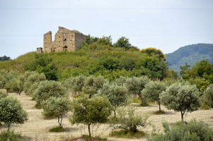 alte Ruinen im Land des Olivenöls Olivenöl Hain neben alter Ruine in Kalabrien