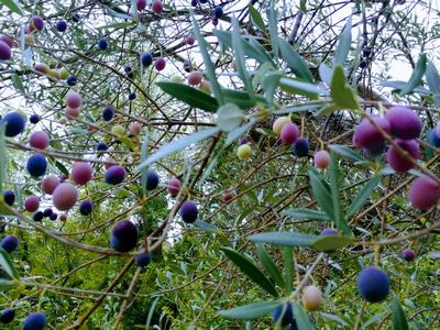 aus gut gereiften Oliven wird gutes charakteristisches würziges Olivenöl reife Oliven sind schön wie ein Blumenstrauß und erzeugen gehaltvolles Olivenöl